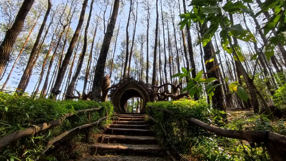 Cahaya menembus barisan pohon pinus di Hutan Pinus Mangunan